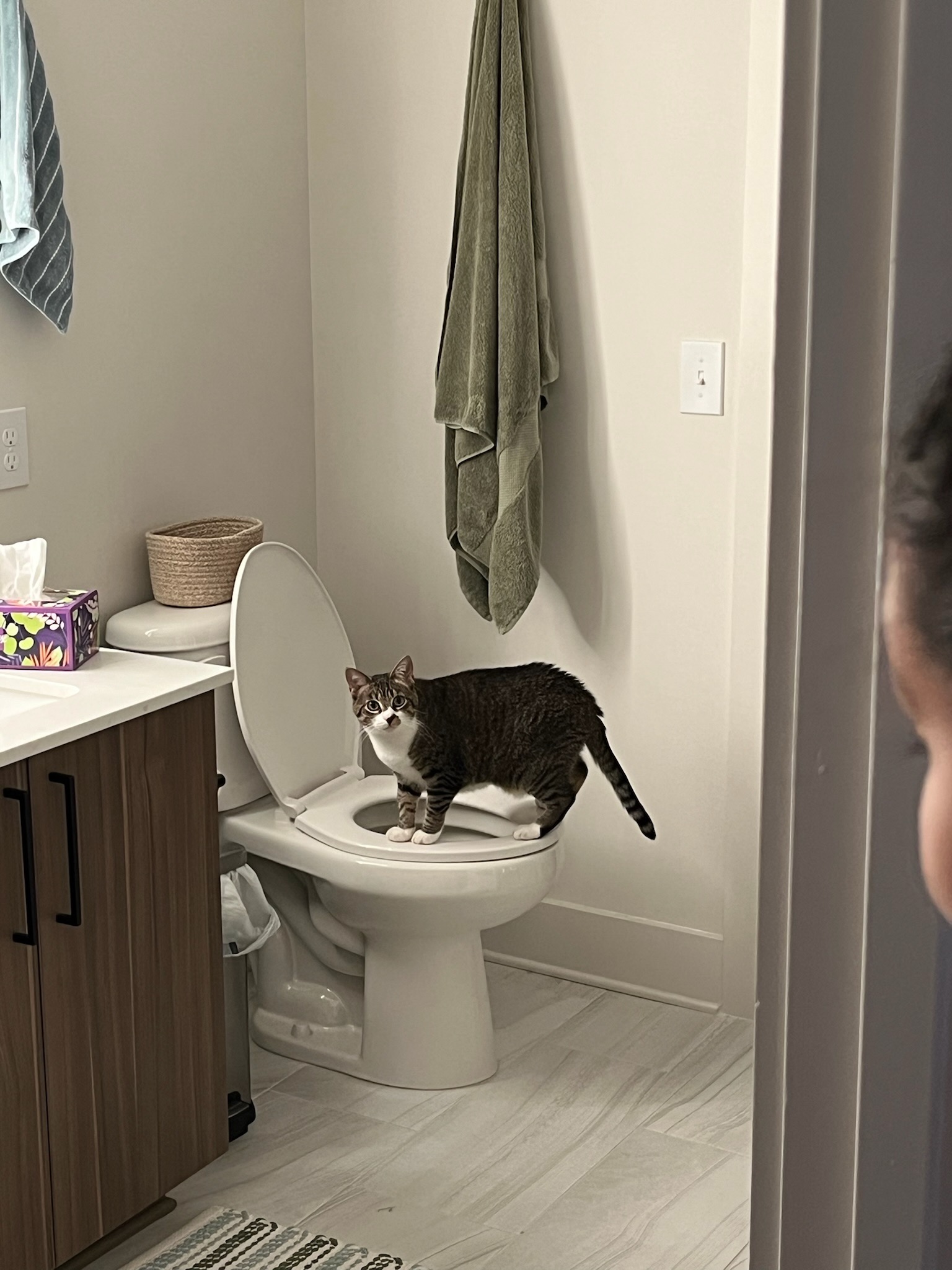 Daisy standing on a toilet